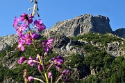 18 A fuoco il Cabianca, sfuocato il  camenerio (epilobium angustifolium)